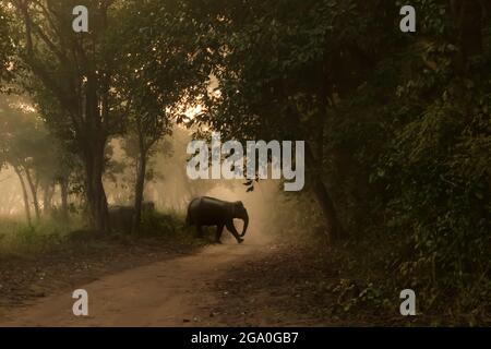 Elefantenüberquerung im frühen Morgennebel im Corbett Tiger Reserve Stockfoto