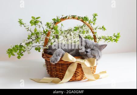 Schlafende britische Katze in einem Blumenkorb auf weißem Hintergrund. Grußkarte oder Komposition zu Ostern. Katze in Kirschblüten. Stockfoto