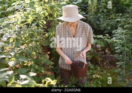Die junge Frau sammelt auf ihrem Bauernhof im Garten Beeren Stockfoto