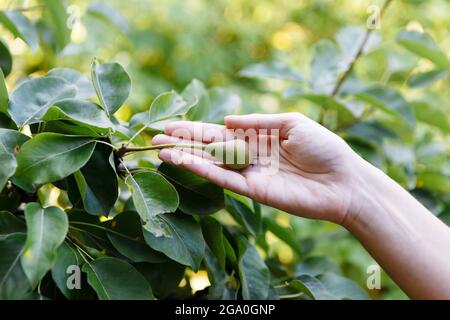 Junge Bäuerin mit einer jungen Birnenfrucht Stockfoto