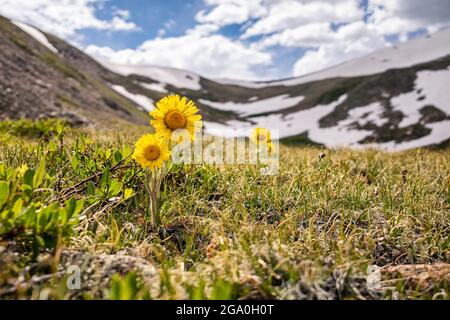 Alter Mann des Berges in der James Peak Wilderness, Colorado Stockfoto