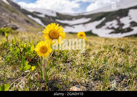 Alter Mann des Berges, Colorado Stockfoto