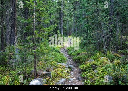 Trail im Wald in Colorado Stockfoto