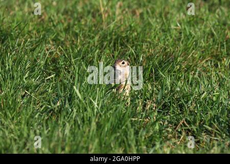 Das gesprenkelte Erdhörnchen oder gesichtet Souslik (Spermophilus suslicus) auf dem Boden. Stockfoto