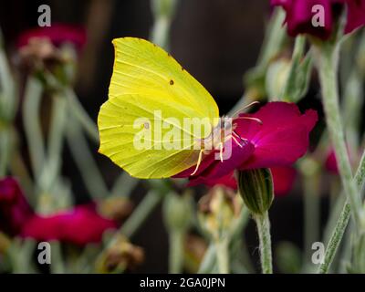 Foto eines Schmetterlings, der auf einer rosa Blume auf einer Wiese sitzt Stockfoto