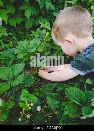 Der kleine Junge pflückt Erdbeeren auf dem Bauernhof Stockfoto