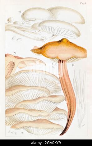 Agaricus ostreatus, Pleurotus ostreatus / Oyster Mushroom, Agaricus mucidus, Collybia fusipes & Clavaria vermicularis in Mordecai Cookes essbaren Pilzen Stockfoto