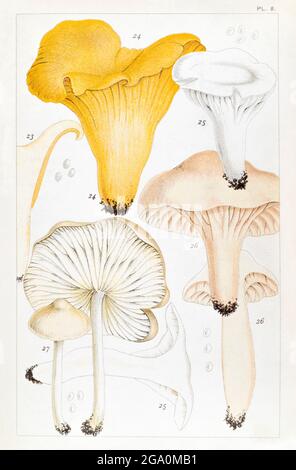 Cantharellus cibarius / Chanterelle, Hygrophorus virgineus, Hygrophorus pratensis & Marasmius oreades in Mordecai Cookes 'British eßbare Pilze', 1891 Stockfoto