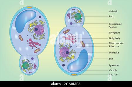 Biologische Darstellung der Pilzzelle, Typische Pilzzelle, grundlegende Anatomie und Struktur typischer Pilzzellen, Detaildiagramm der Pilzzelle. Stock Vektor