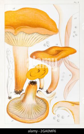 Lactarius volemus, Lactarius subdulcis, Lactarius mitissimus, Lactarius deliciosus & Clavaria rugosa in Mordecai Cookes 'British eßbare Pilze', 1891. Stockfoto