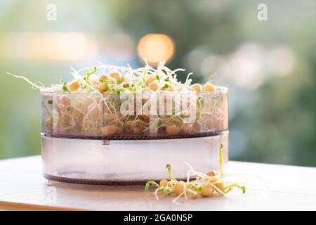Die gekeimten Samen für Salat. Samen für Salat Sprossen Stockfoto