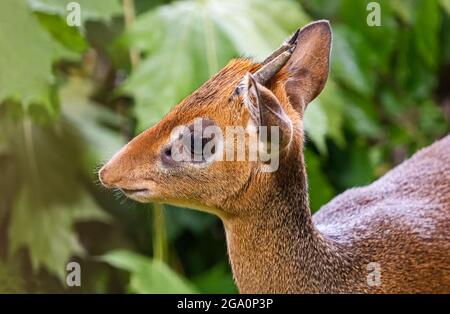 Nahaufnahme eines Kirk's dik-dik (Madoqua kirkii) Stockfoto