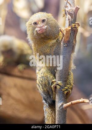 Nahaufnahme eines Pygmy Krallenaffen (Cebuella pygmaea) Stockfoto