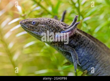 Porträtansicht eines Axolotl (Ambystoma mexicanum) Stockfoto