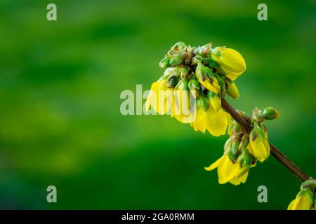 Ein Strauß gelber Forsythia blüht auf einem Zweig, Frühlingsansicht Stockfoto