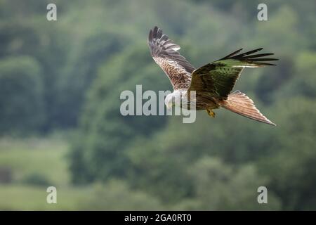 Red Kite (Milvus milvus) fliegt an der Red Kite Feeding Station der Bellymack Hill Farm in Dumfries und Galloway, Schottland, Großbritannien Stockfoto