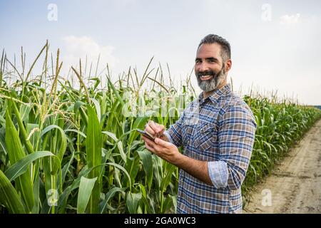 Der Agronom steht in seinem wachsenden Maisfeld. Nach erfolgreicher Aussaat untersucht er Maispflanzen. Stockfoto