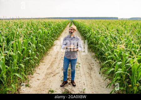 Der Agronom steht im wachsenden Maisfeld. Nach erfolgreicher Aussaat untersucht er Maispflanzen. Stockfoto