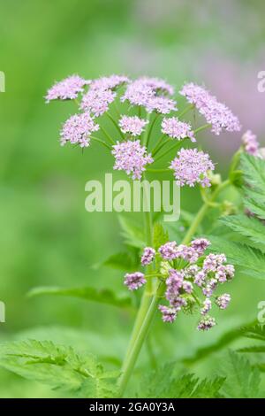 Chaerophyllum hirsutum „roseum“ Stockfoto