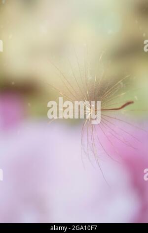 Dandelionssamen auf farbigem Hintergrund. Bokeh. Makro Stockfoto