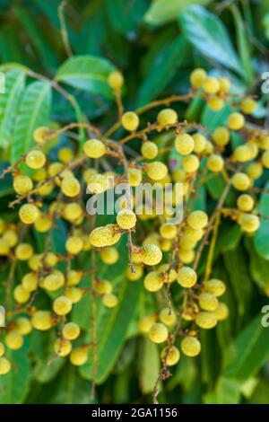 Unreife longanische Frucht auf altem longan Baum Stockfoto