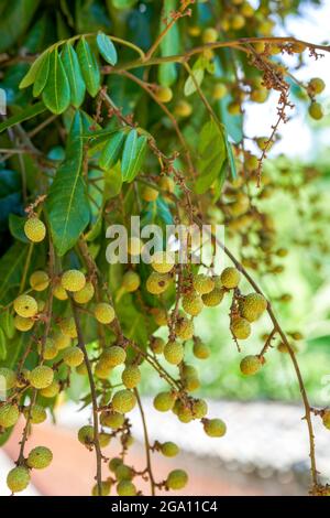 Unreife longanische Frucht auf altem longan Baum Stockfoto