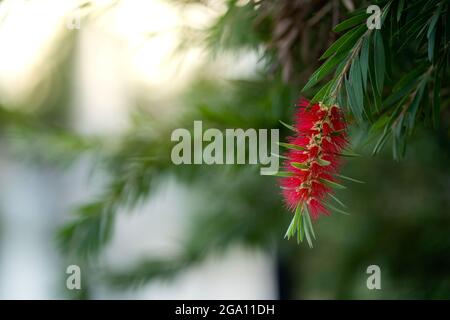 Nahaufnahme eines Callistemon. Geringer Fokus. Stockfoto