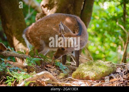 Wild Yakushima entdeckte sika-Hirsche oder Cervus nippon Yakushimae auf der japanischen Insel Yakushima Stockfoto