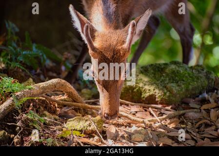 Wild Yakushima entdeckte sika-Hirsche oder Cervus nippon Yakushimae auf der japanischen Insel Yakushima Stockfoto