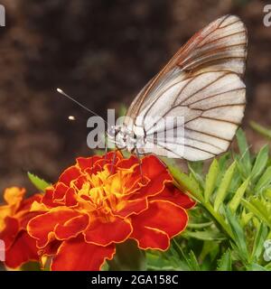 Ein Kohlschmetterling ernährt sich von Nektar auf einer Ringelblume. Stockfoto