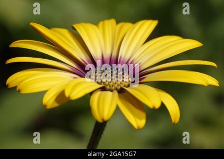 Gelbe Arktotis-Blüte aus der Nähe mit geringer Schärfentiefe. Seitenansicht. Stockfoto