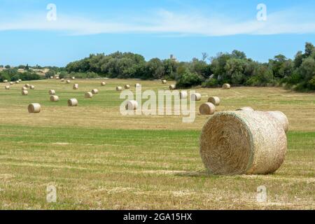 Strohstapel - Heuballen, gerollt in Stapel nach der Ernte von Weizenohren, landwirtschaftliches Feld mit gesammelten Pflanzen ländlichen. Balearen Stockfoto