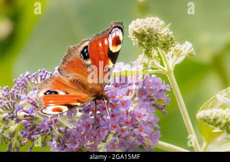 Pfau-Schmetterling, Europäischer Schmetterling, auf einem Buddleja-Busch in einem britischen Garten, Sommer 2021 Stockfoto