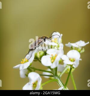 Mustachioed Käfer mit Pollen auf weißen Blüten Close-up gefärbt Stockfoto