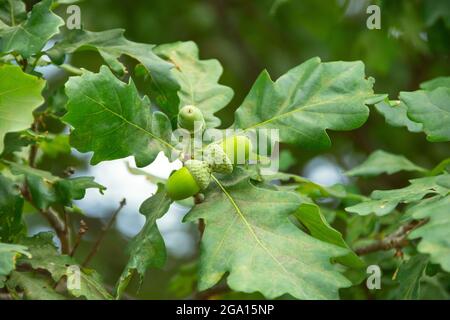 Reife grüne Früchte der Eichel im Sommer Stockfoto