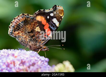 Der rote Admiral, Vanessa atalanta, thront in einem britischen Garten Stockfoto