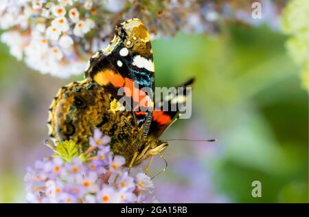 Der rote Admiral, Vanessa atalanta, thront in einem britischen Garten Stockfoto