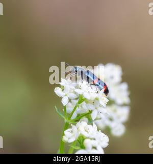 Rot-blauer, zotteliger Käfer auf weißen Blüten, mit verschwommenem Hintergrund, Nahaufnahme Stockfoto