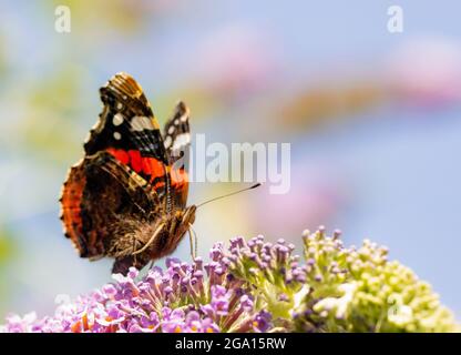 Der rote Admiral, Vanessa atalanta, thront in einem britischen Garten Stockfoto