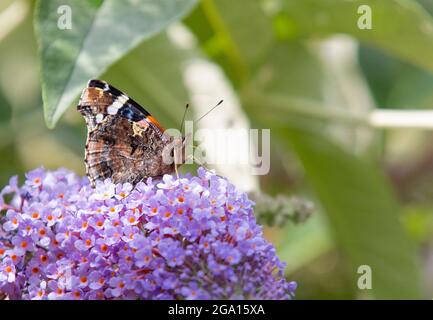 Der rote Admiral, Vanessa atalanta, thront in einem britischen Garten Stockfoto