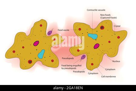 Biologische Anatomie der Amöbe, Struktur der Amöbenzelle, detaillierte und markierte Darstellung des Amöbenproteins mit seinem Pseudopodium in der Mikrobiologie Stock Vektor