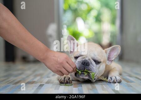Männliche Hand gibt seinem französischen Bulldoggen grünes Kraut, während er auf dem Boden liegt Stockfoto