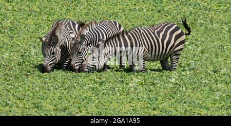 Drei Ebenen Zebras (Equus quagga) Trinkwasser in einem Sumpf, Tarangire Nationalpark, Tansania, Afrika Stockfoto