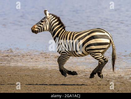 Ebene Zebra (gemeines Zebra oder Burchell-Zebra), Equus quagga läuft entlang eines Sees im Serengeti-Nationalpark, Tansania, Afrika Stockfoto