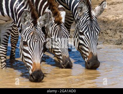 Three Plains Zebras Equus quagga trinkt an einer Wasserstelle im Serengeti National Park, Tansania, Afrika Stockfoto