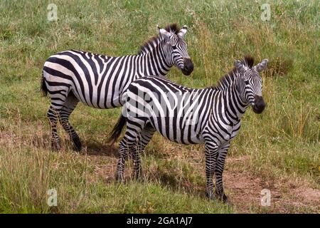 Zwei Stuten von Plains Zebras (Equus quagga, ehemals Equus burchellii) stehen im Ngorongoro-Krater, Tansania, Afrika Stockfoto