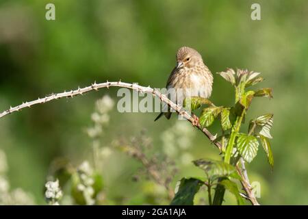 Weibliche Common Linnet- Linaria cannabina perchiert auf Brambles. Stockfoto