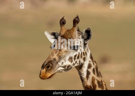 Giraffe (Giraffa camelopardalis)-Porträt, Serengeti-Nationalpark,; Tansania, Afrika Stockfoto