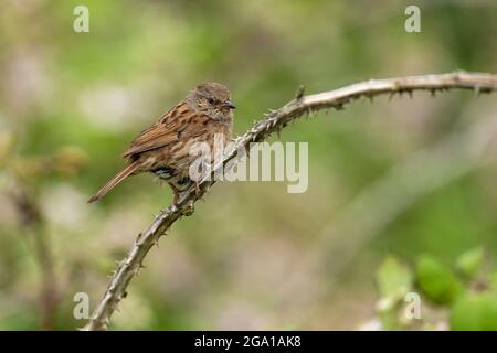 Dunnock-Prunella modularis stampft auf Brambles. Stockfoto