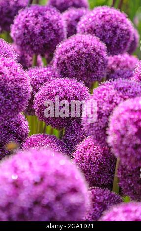 Die purpurroten Blütenköpfe einer Allium-Ambassador-Pflanze Stockfoto